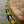 Djembe Guinea Kolokolo Ko-1432